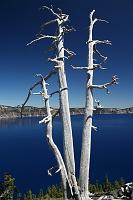 IMG_3537 dead tree white blue polarized sky artsy landscape good beautiful wizzard island crater lake
